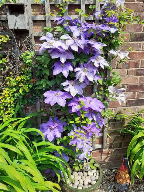 Clematis